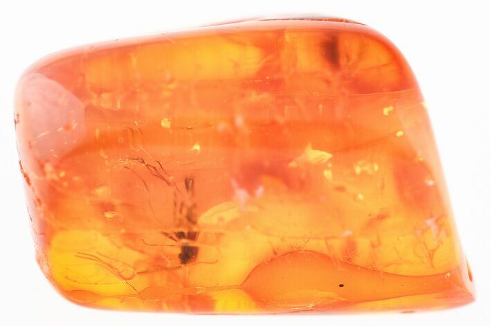 Fossil Fly (Diptera) and Amber Stalactite in Baltic Amber #325384